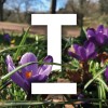 Company logo Torbay Council