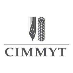 Logotipo de la empresa CIMMYT