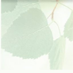 Company logo The Peplinski Group