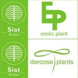 Company logo Deroose Plants