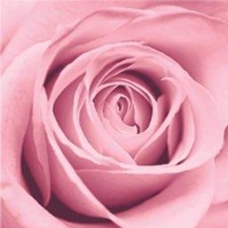 Company logo Boutique La Vie en Rose