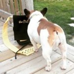 Company logo Jeve's Pet Care