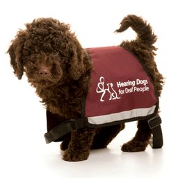 Company logo Hearing Dogs for Deaf People