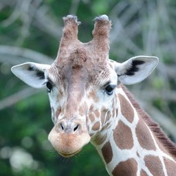 Company logo Saint Louis Zoo