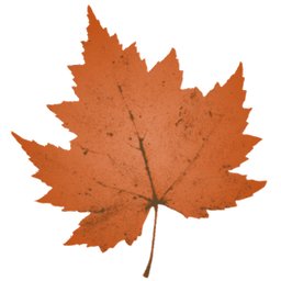 Company logo Maple Lake Academy