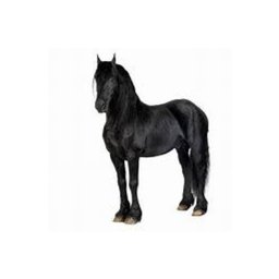 Company logo The Black Horse Inn